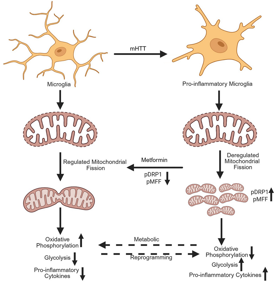 Graphical representation of metabolic reprogramming and microglial activ...
