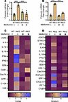 Metformin regulates mtDNA release and subsequent inflammation in HD.