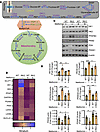Metformin reprograms impaired metabolism in the R6/2 mouse brain.