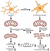 Graphical representation of metabolic reprogramming and microglial activati