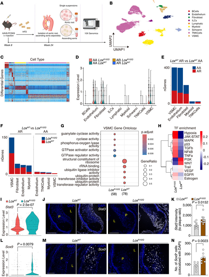 Transcriptomic characterization of atherosclerotic plaques in aortic roo...