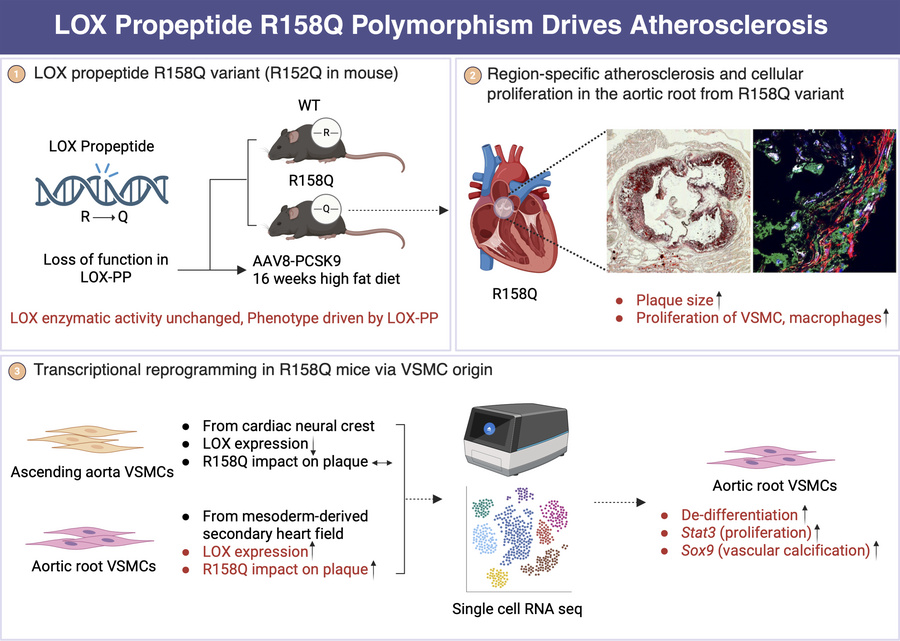 graphical abstract