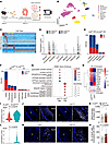 Transcriptomic characterization of atherosclerotic plaques in aortic root a