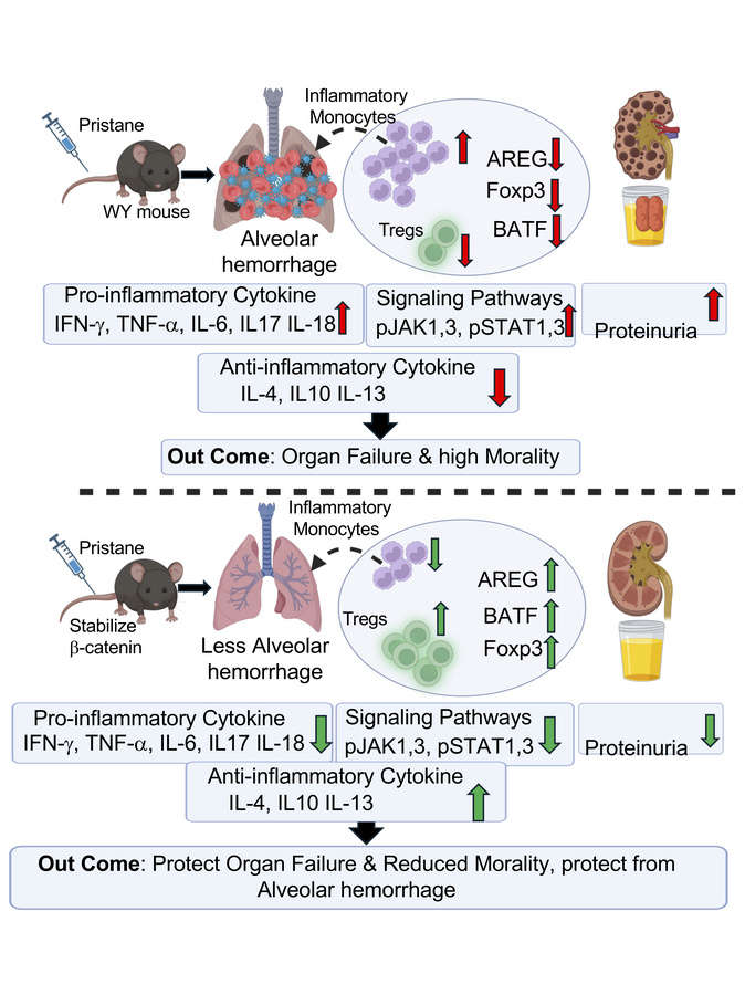 graphical abstract