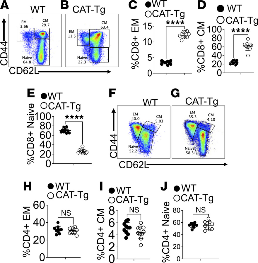 β-Catenin stabilization alters the CD8+ T cell memory phenotype.
Freshly...