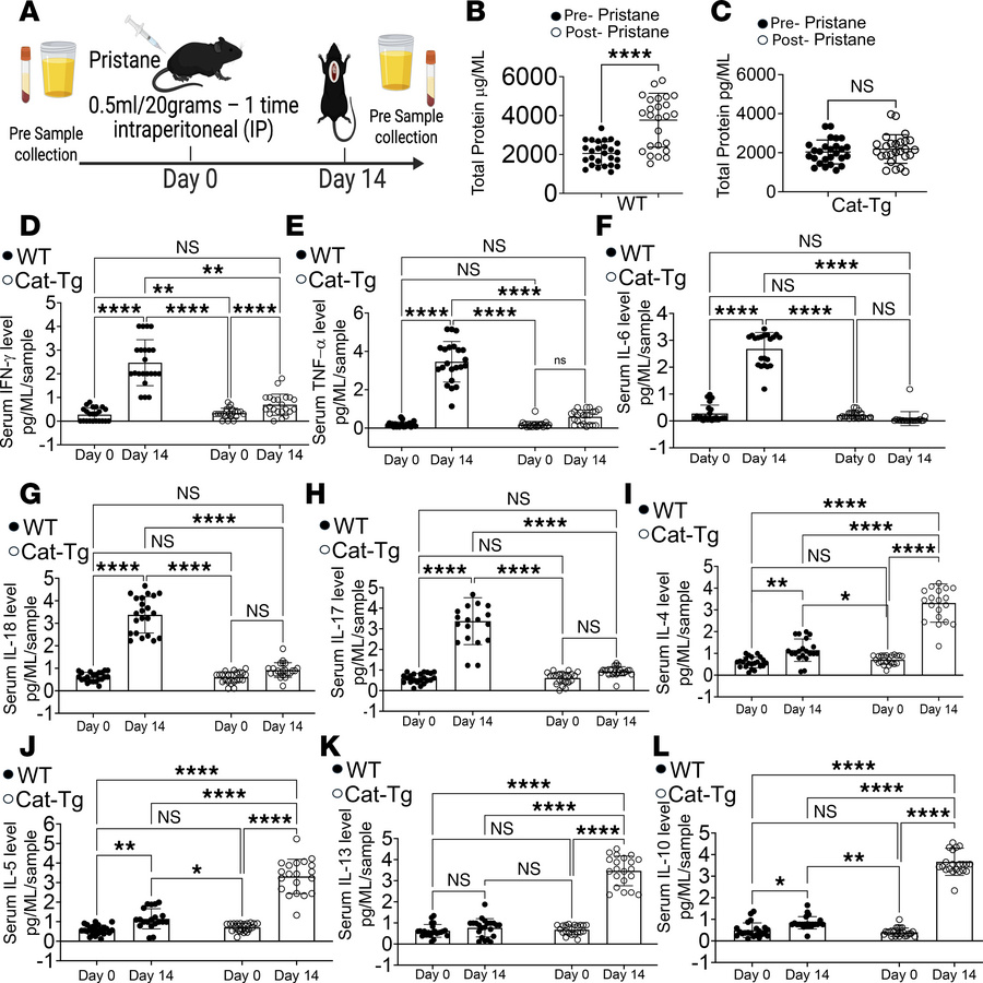 β-Catenin stabilization reduces proteinuria, suppresses proinflammatory ...