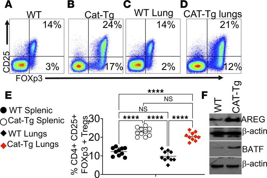 β-Catenin stabilization increases Tregs and enhances AREG and BATF expre...