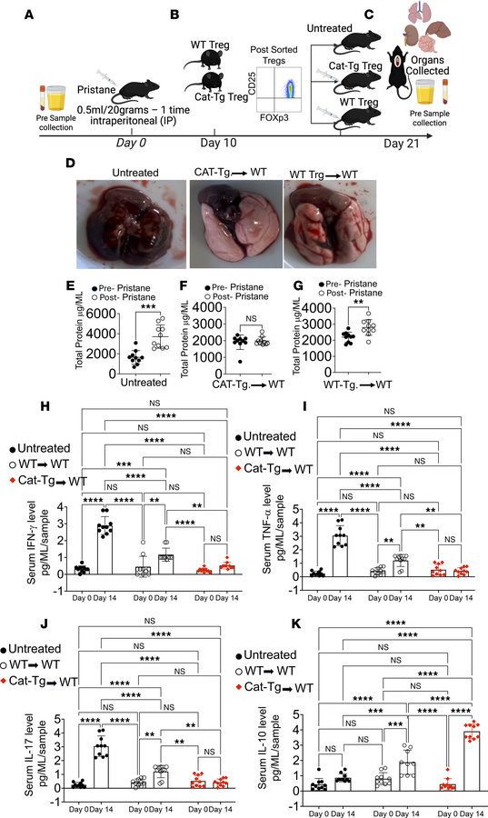 Adoptive transfer of CAT-Tg Tregs rescues pristane-induced alveolar hemo...