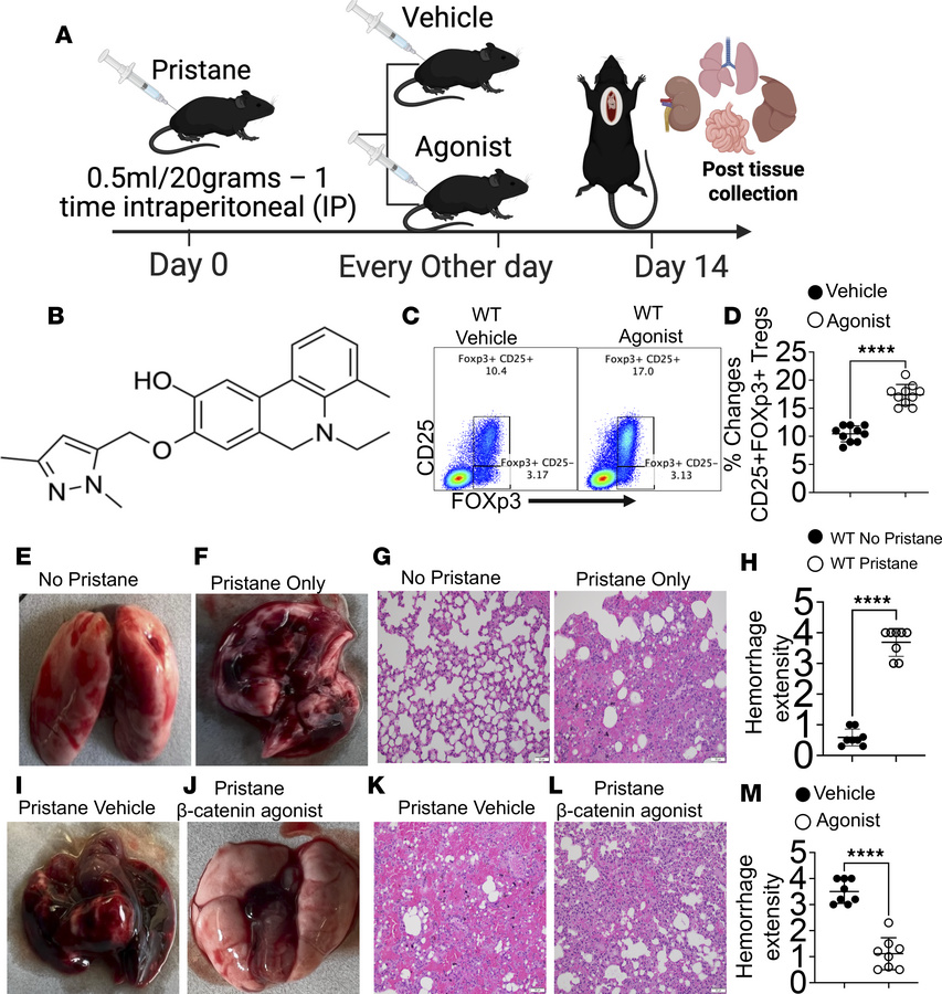 β-Catenin agonist treatment phenocopies genetic β-catenin stabilization ...