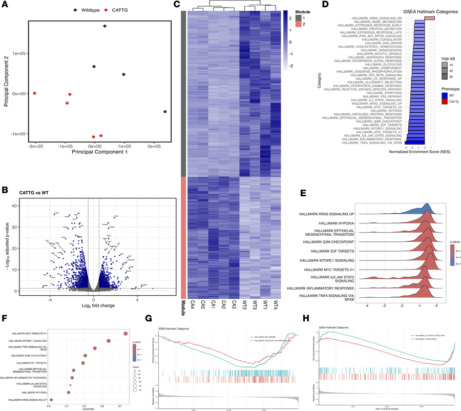 β-Catenin stabilization reprograms lung gene expression during pristane-...
