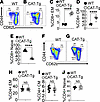 β-Catenin stabilization alters the CD8+ T cell memory phenotype.