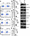 CAT-Tg CD8+ T cells display increased activation/memory markers with reduce