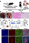 β-Catenin stabilization protects mice from pristane-induced alveolar hemorr