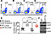 β-Catenin stabilization increases Tregs and enhances AREG and BATF expressi
