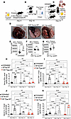 Adoptive transfer of CAT-Tg Tregs rescues pristane-induced alveolar hemorrh
