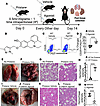 β-Catenin agonist treatment phenocopies genetic β-catenin stabilization and