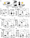 β-Catenin agonists reduce proteinuria and modulate cytokine responses in th