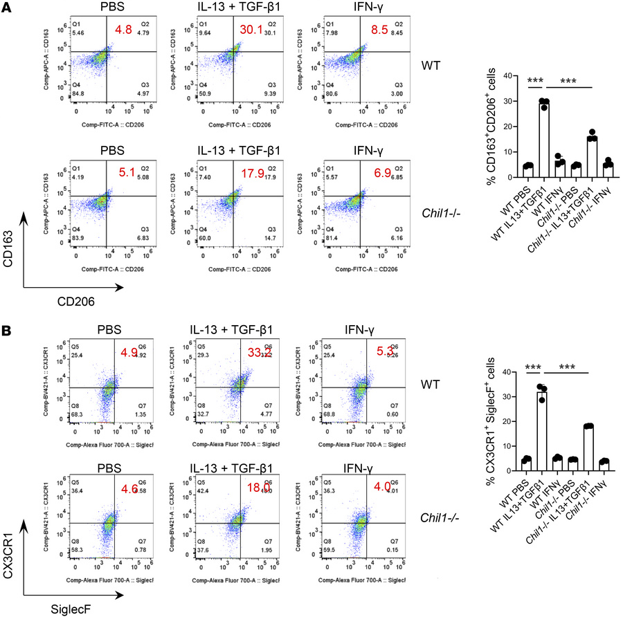 IL-13 and TGF-β1 stimulate M2 macrophage polarization via a CHI3L1-depen...