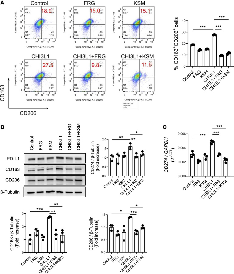 CHI3L1 drives M2 macrophage differentiation and PD-L1 expression.
Human ...