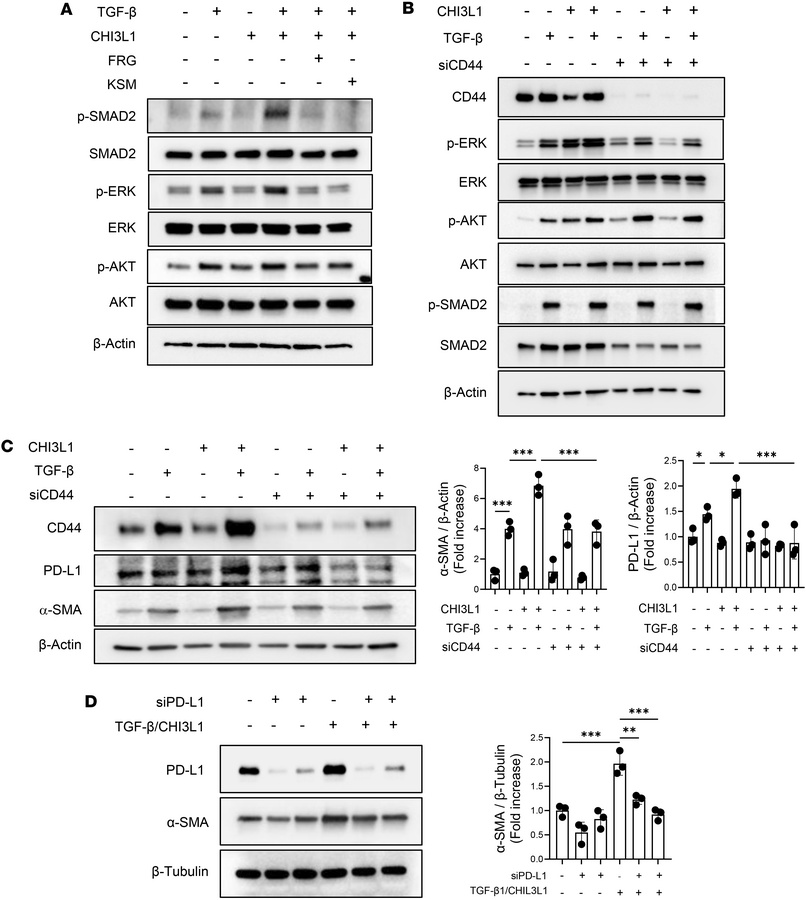 CHI3L1 promotes TGF-β signaling and myofibroblast transformation through...