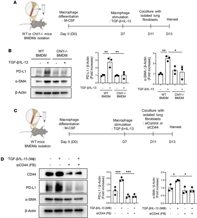 CHI3L1 facilitates profibrotic macrophage-fibroblast crosstalk via a CD4...