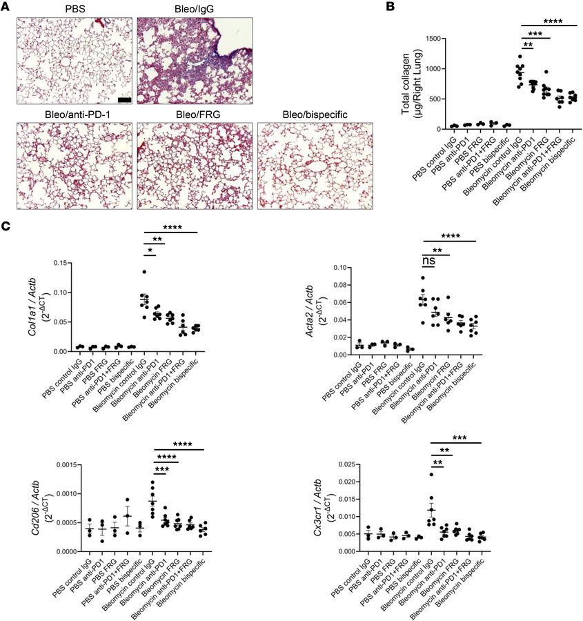 Anti-CHI3L1, anti-PD-1, and bispecific antibodies attenuate bleomycin-in...