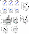 CHI3L1 drives M2 macrophage differentiation and PD-L1 expression.