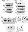 CHI3L1 promotes TGF-β signaling and myofibroblast transformation through a