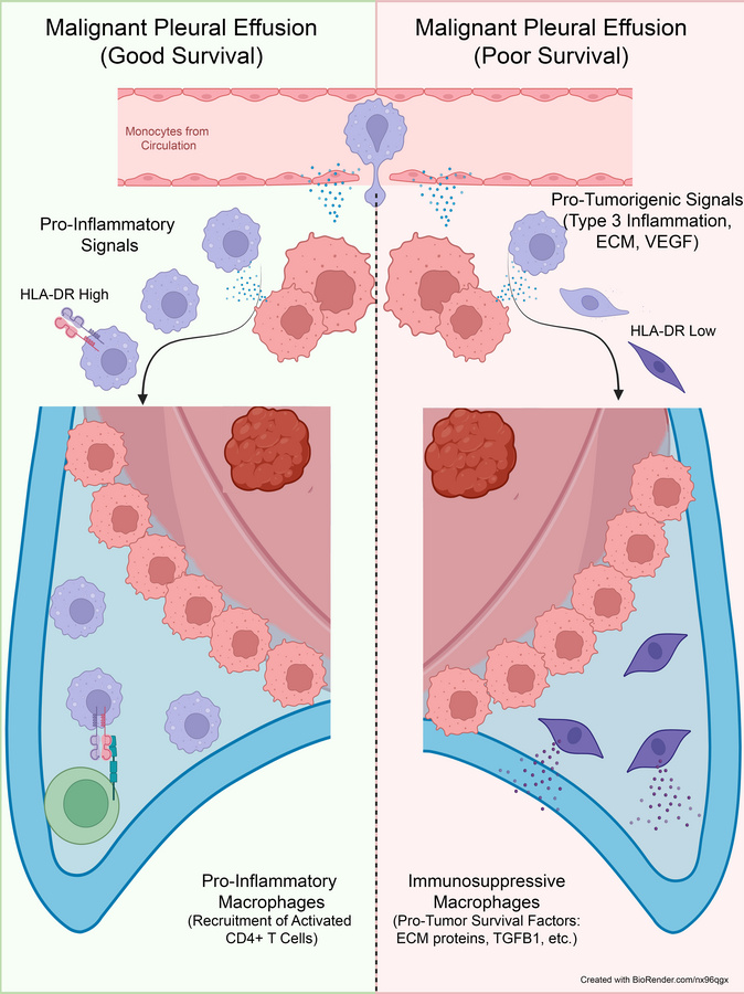 graphical abstract