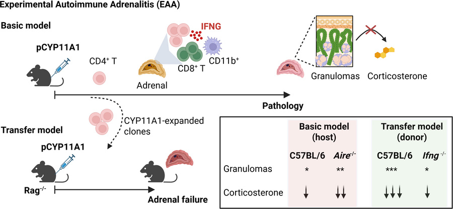 graphical abstract