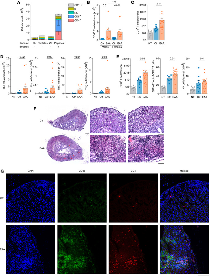 EAA model.
(A) Quantification of total immune cells in adrenal glands of...