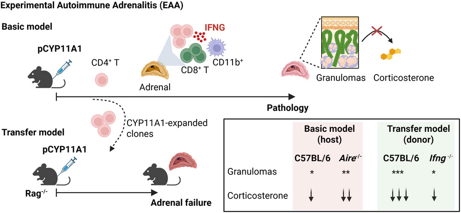graphical abstract