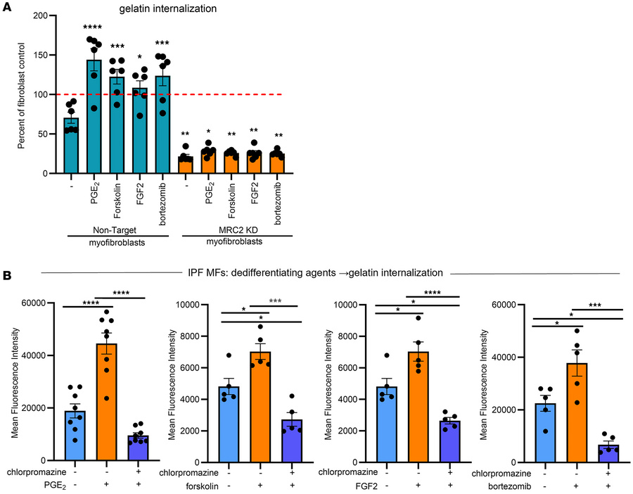 MRC2 is required for dedifferentiating agent enhancement of gelatin inte...