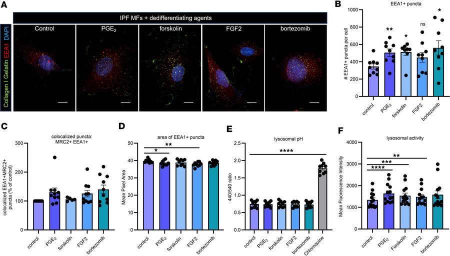 Dedifferentiating agents increase EEA1+ vesicle quantity and lysosomal a...