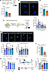 Fibrotic MFs demonstrate reduced gelatin internalization capacity that is e