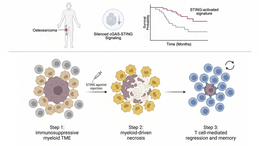 graphical abstract