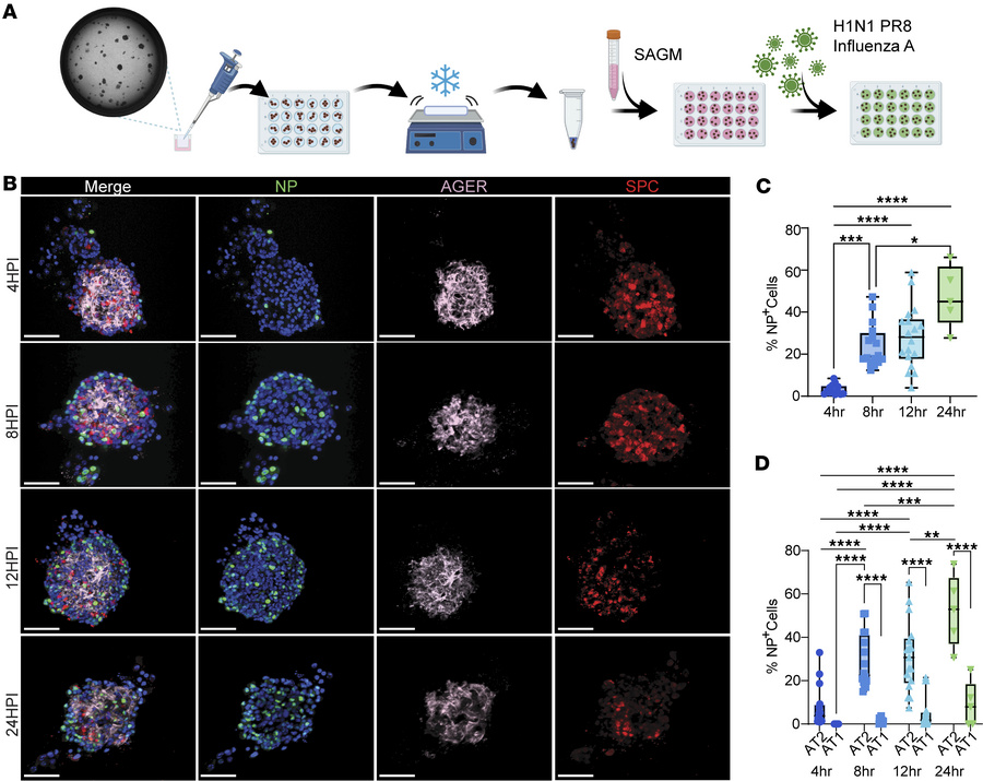 Temporal dynamics and cellular specificity of IAV infection in AEOs.
(A)...