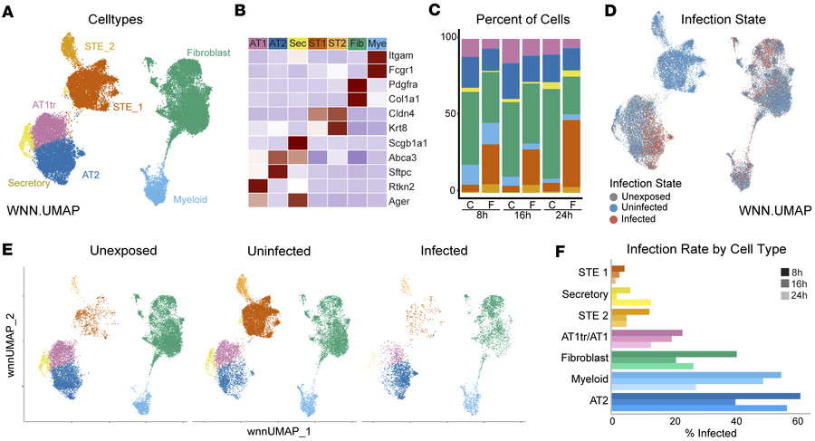 Single-nucleus analysis of flu infection in AEOs.
(A) UMAP of cells from...