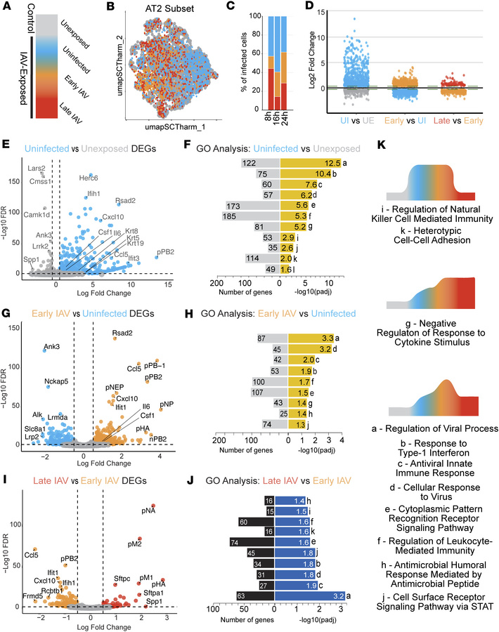 Trajectory of gene expression during IAV infection in AEOs.
(A) Schemati...
