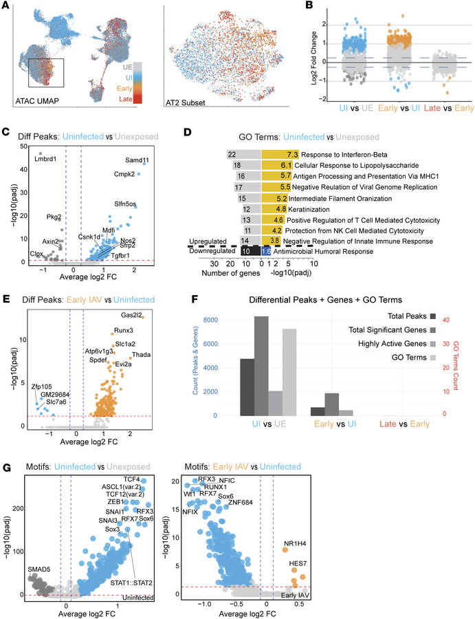 Dynamics of chromatin changes during IAV infection in AEOs.
(A) Overall ...