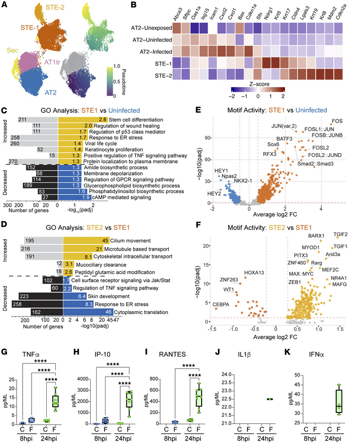 STEs arise from uninfected AT2 cells driven by inflammatory signaling.
(...