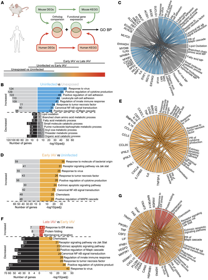 A conserved signature of IAV infection in AEOs.
(A) Schematic depicting ...