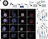 Temporal dynamics and cellular specificity of IAV infection in AEOs.