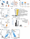 Dynamics of chromatin changes during IAV infection in AEOs.