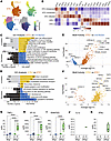 STEs arise from uninfected AT2 cells driven by inflammatory signaling.