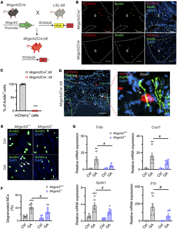 Mrgprb2 is expressed in synovial MCs and is activated following GA.
(A) ...