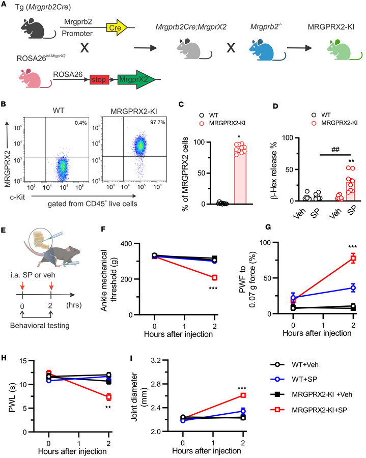 SP triggers behavioral signs of joint pain through human MRGPRX2 in huma...