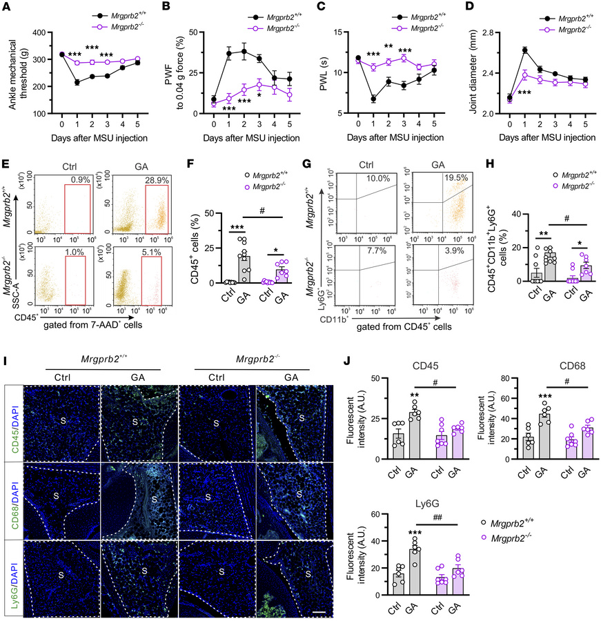 Deleting Mrgprb2 alleviates GA pain and joint inflammation.
(A–D) Mechan...