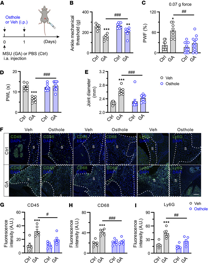 Pharmacological inhibition of Mrgprb2 reverses GA pain and joint inflamm...