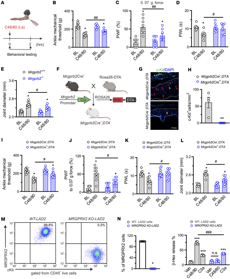 Activation of synovial Mrgprb2 by C48/80 evokes behavioral signs of join...